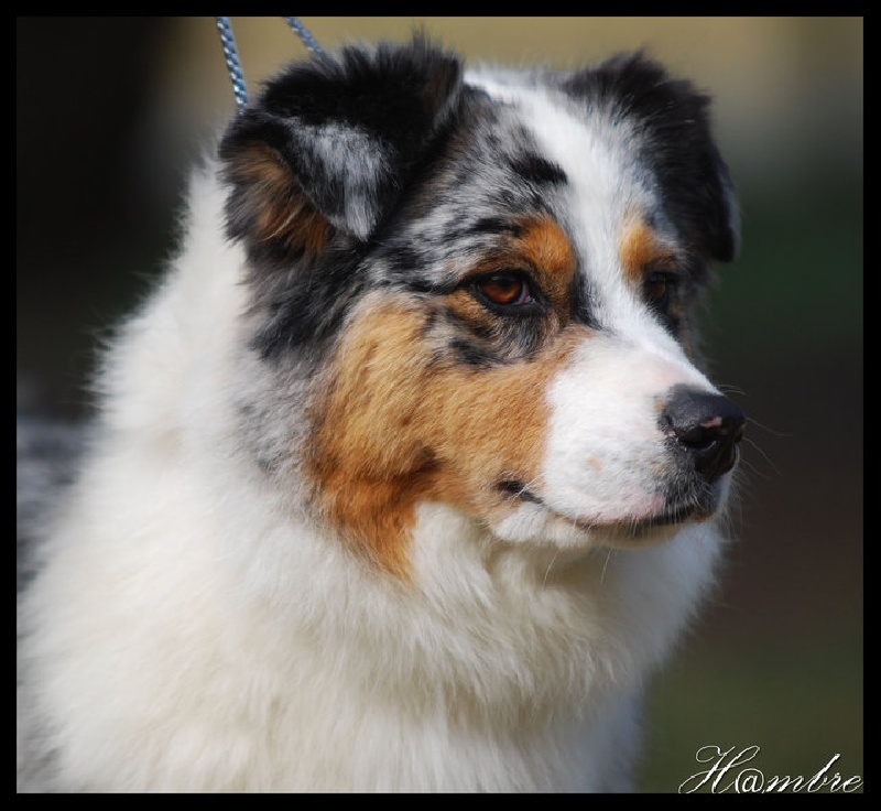 Publication : weasel's Auteur : A. MASSINA