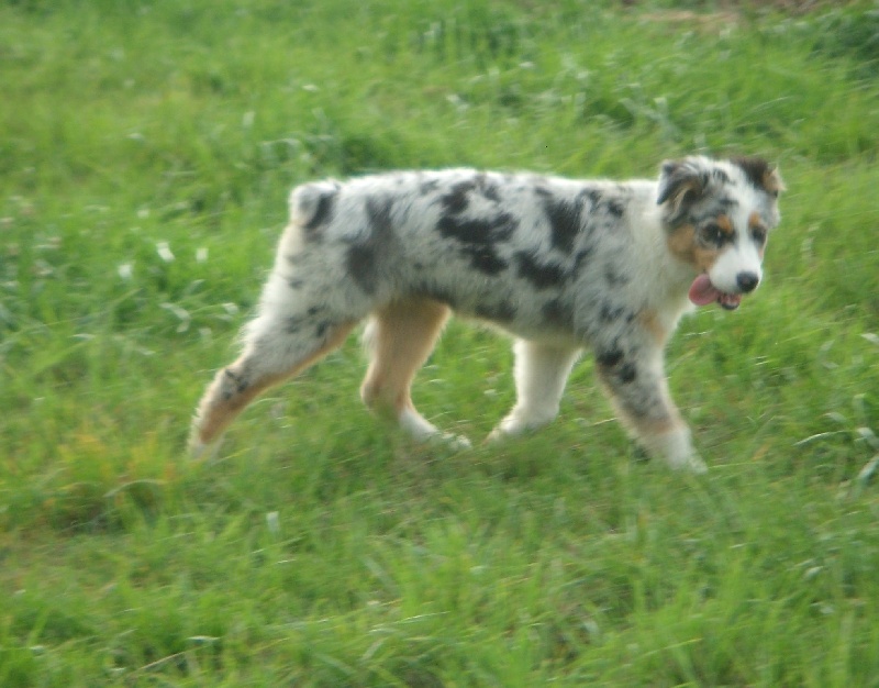 Publication : weasel's Auteur : A. MASSINA