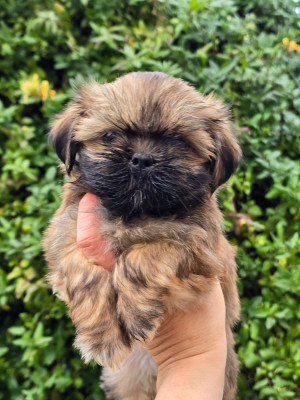 Les chiots de Lhassa Apso