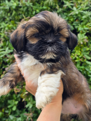Les chiots de Lhassa Apso