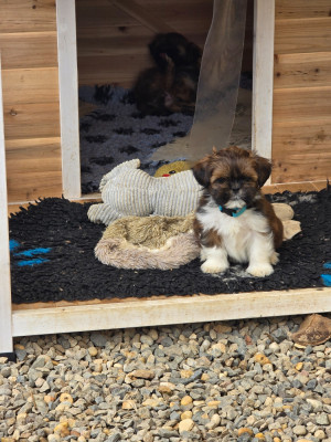 Les chiots de Lhassa Apso