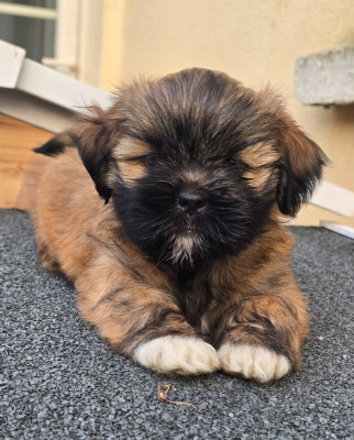 Les chiots de Lhassa Apso