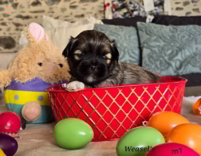 Les chiots de Lhassa Apso