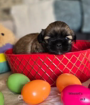 Les chiots de Lhassa Apso