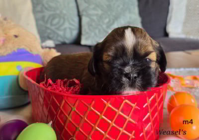 Les chiots de Lhassa Apso