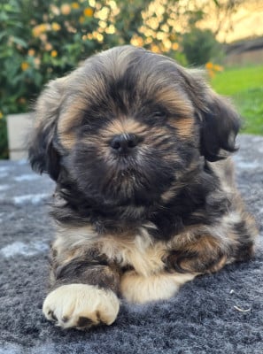 Les chiots de Lhassa Apso