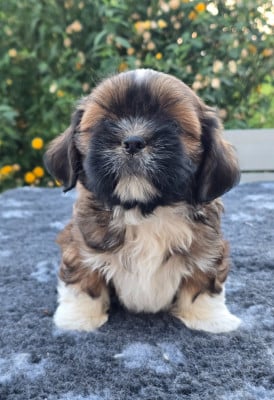 Les chiots de Lhassa Apso