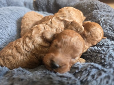 Les chiots de Caniche
