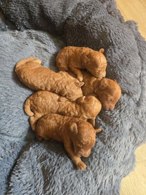 Les chiots de Caniche