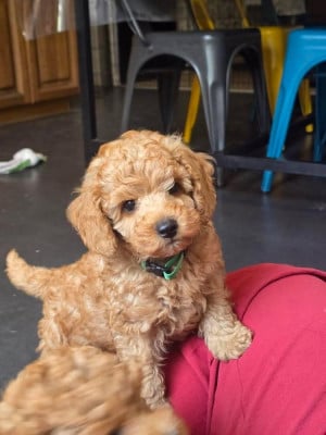 Les chiots de Caniche