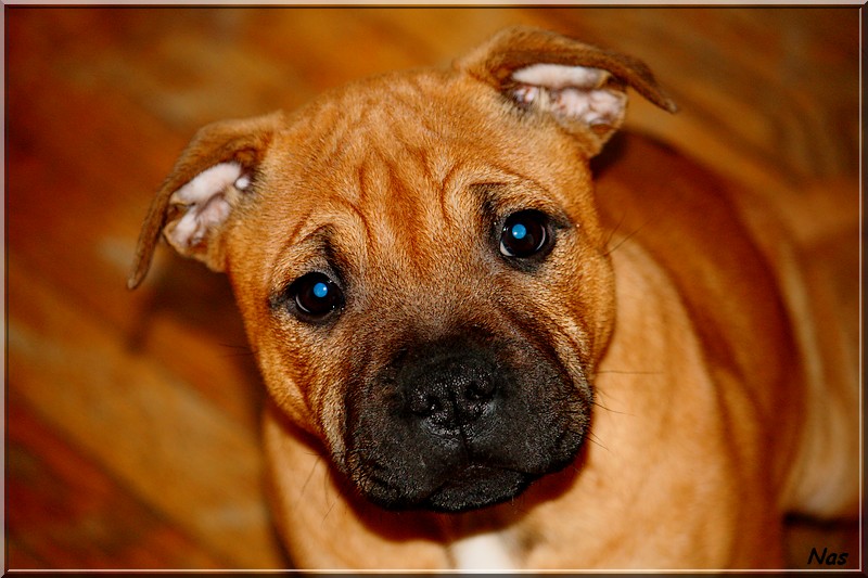 Publication : Evansstaff