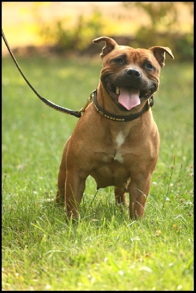 Publication : Evansstaff