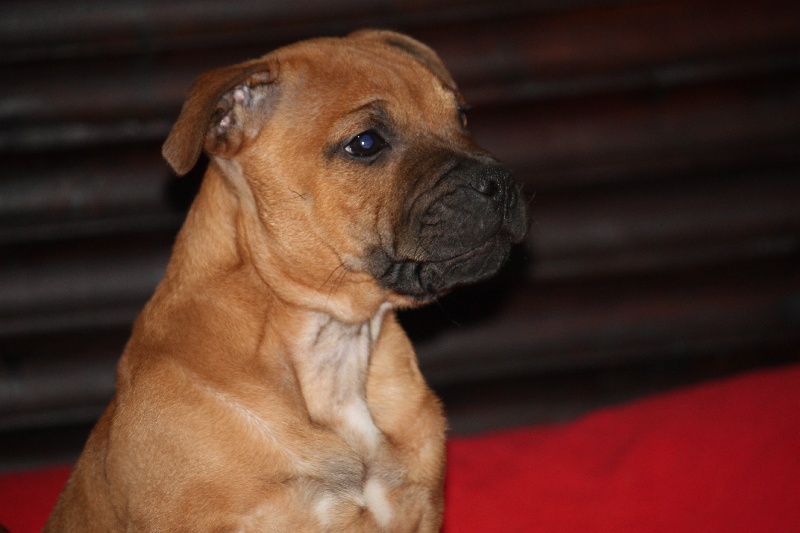 Publication : Evansstaff