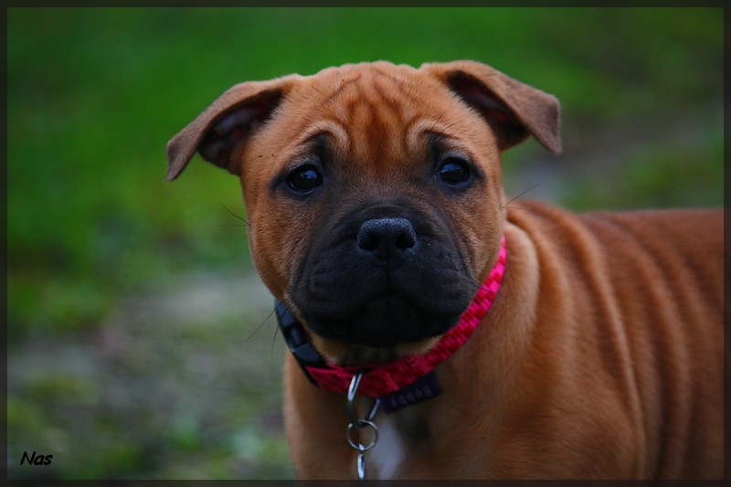 Publication : Evansstaff