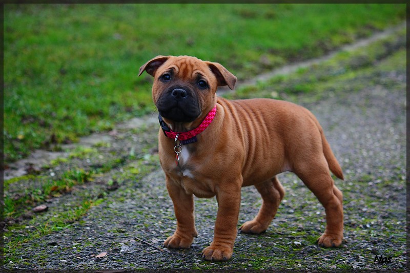 Publication : Evansstaff