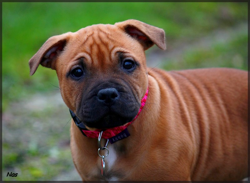 Publication : Evansstaff