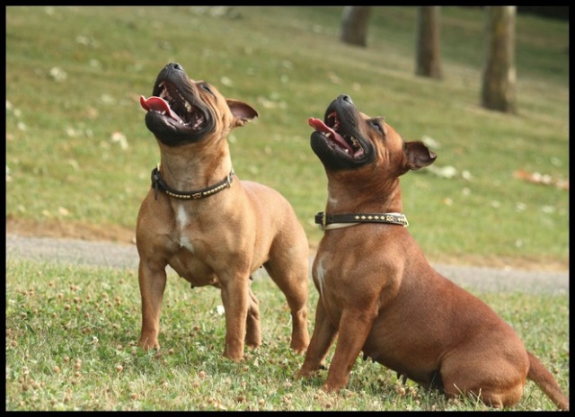 Publication : Evansstaff