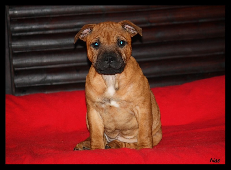 Publication : Evansstaff