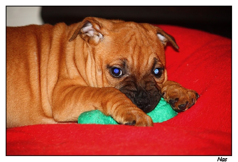 Publication : Evansstaff