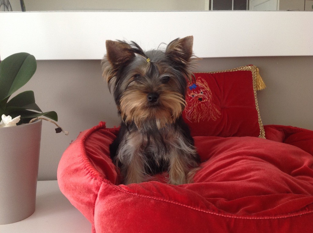 Perfect lègente - Yorkshire Terrier