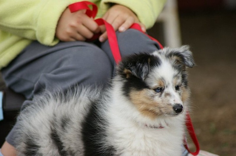 Galène blue des tendres caresses