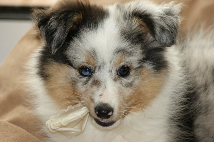 Galène blue des tendres caresses