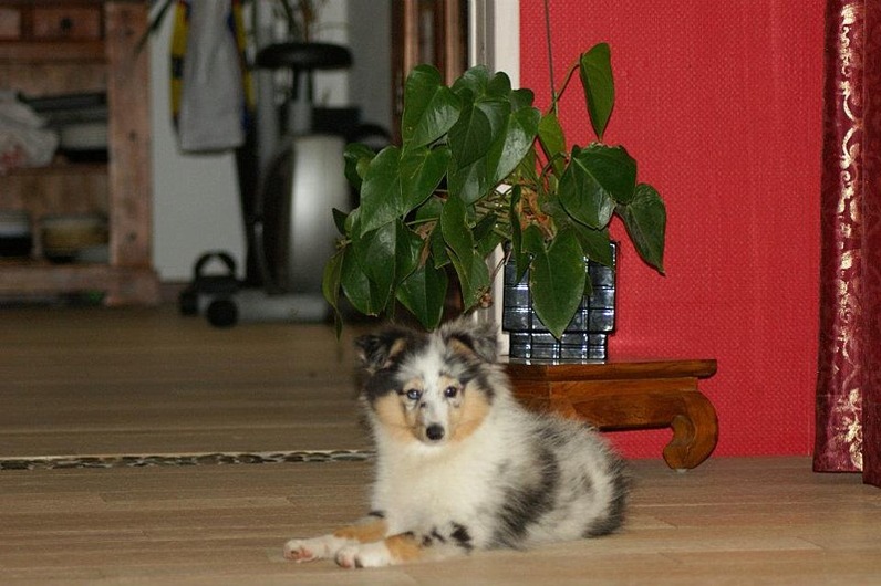 Galène blue des tendres caresses