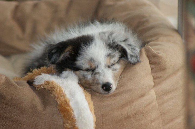 Galène blue des tendres caresses