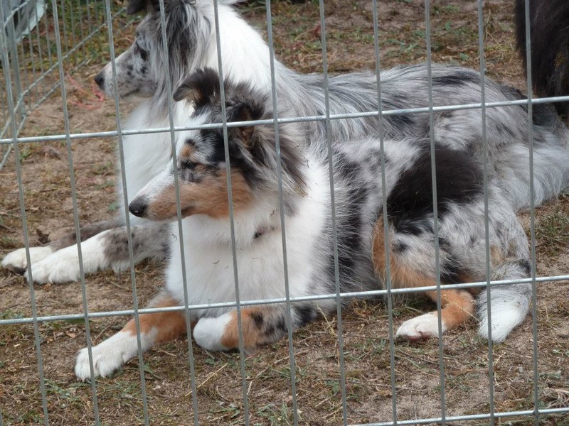 Galène blue des tendres caresses