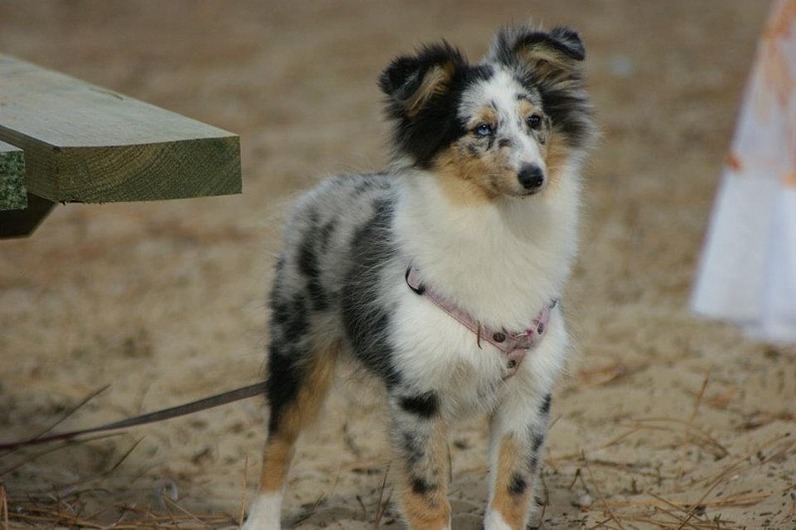 Galène blue des tendres caresses