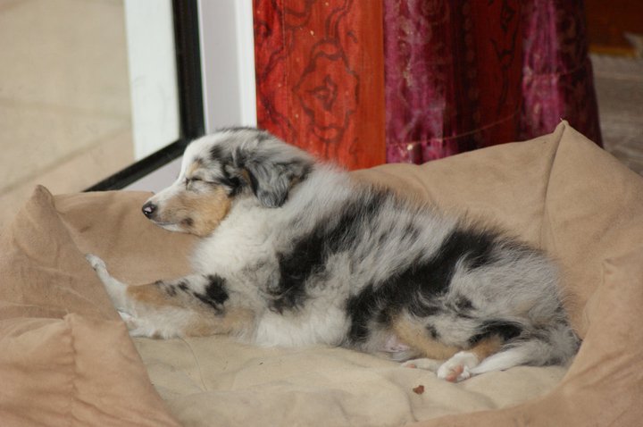 Galène blue des tendres caresses