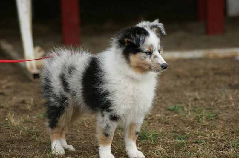 Galène blue des tendres caresses
