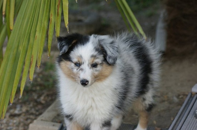 Galène blue des tendres caresses
