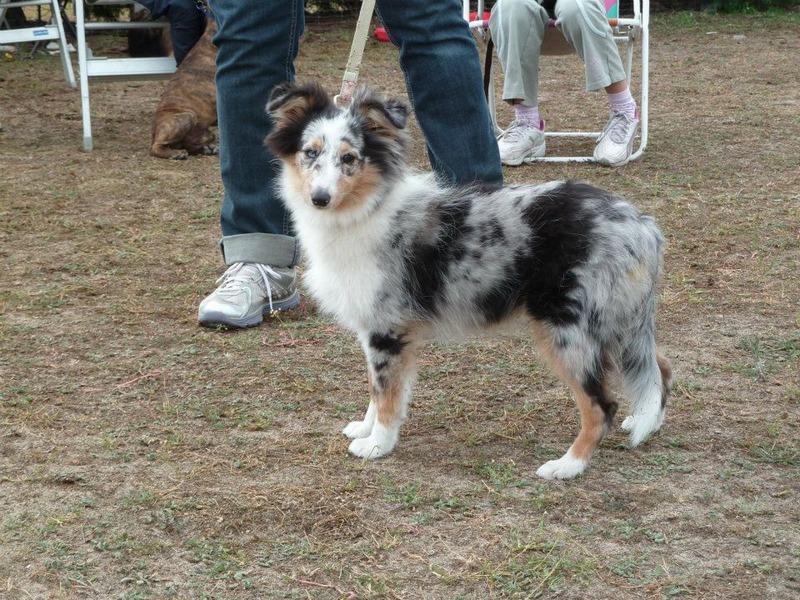 Galène blue des tendres caresses