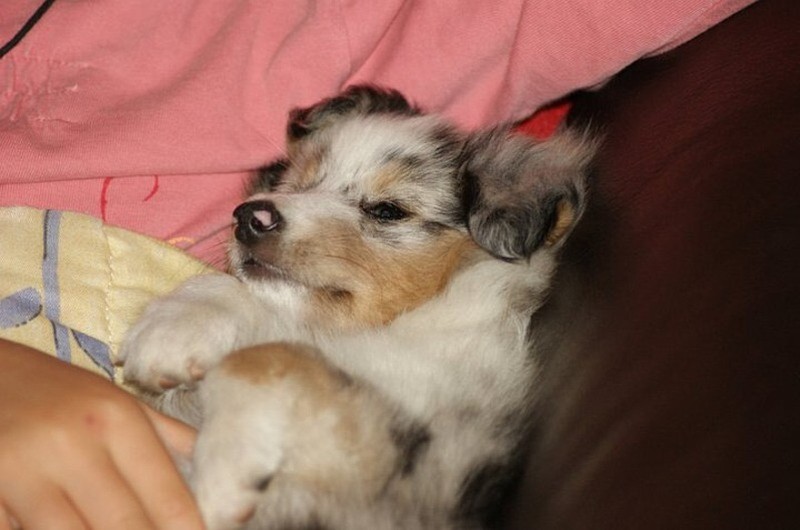 Galène blue des tendres caresses