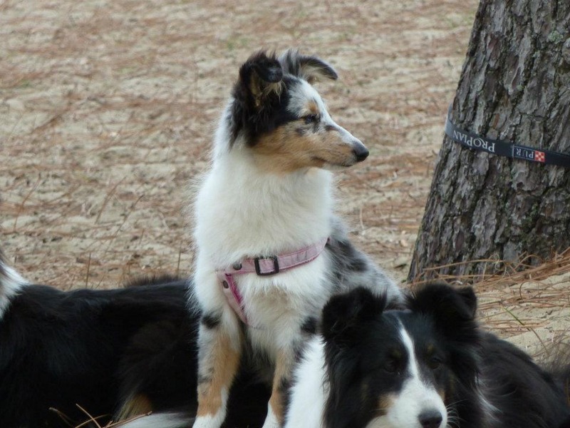 Galène blue des tendres caresses