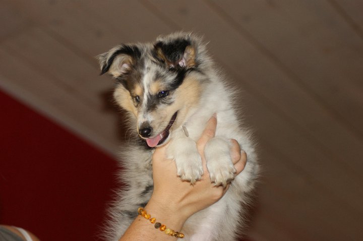 Gwen blue des tendres caresses