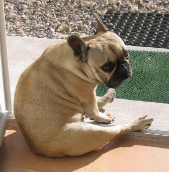 Publication : des Armoiries aux Têtes d'Or