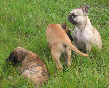 Publication : des Armoiries aux Têtes d'Or