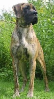 Étalon Dogue allemand - Betty-boop des Armoiries aux Têtes d'Or