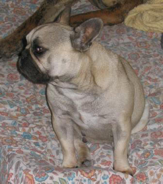 Publication : des Armoiries aux Têtes d'Or