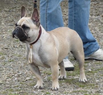 Delquine des Armoiries aux Têtes d'Or - 1er Exc (Classe Jeune)