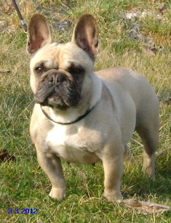 Delquine des Armoiries aux Têtes d'Or - Excellent + TAN