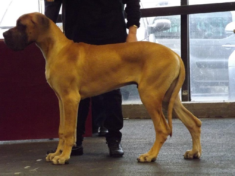 Hougoom des Armoiries aux Têtes d'Or - Très Prometteur (Classe Puppy)