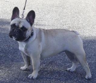 Delquine des Armoiries aux Têtes d'Or - Exc (Classe Jeune)