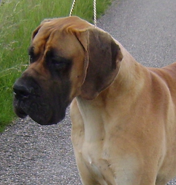 Hougoom des Armoiries aux Têtes d'Or - 1er Exc Meilleur Jeune