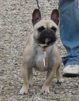 Delquine des Armoiries aux Têtes d'Or - 4ème Exc (Classe jeune)