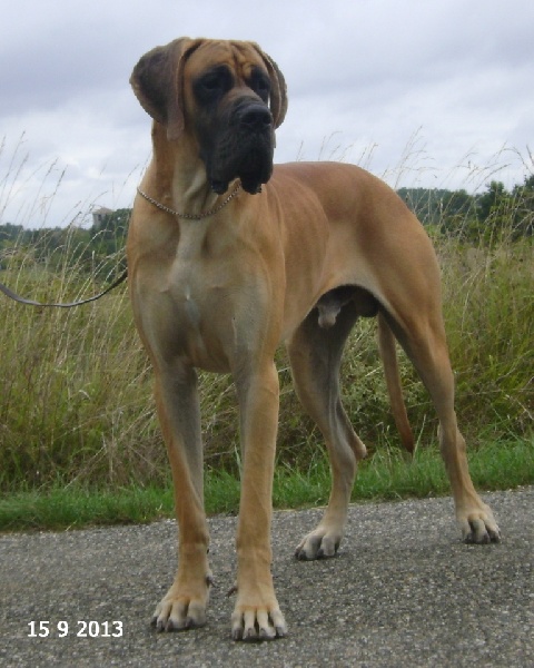Hougoom des Armoiries aux Têtes d'Or - 3ème Exc (Classe Jeune)