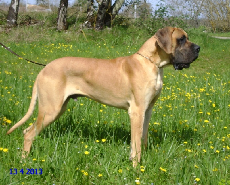 Hougoom des Armoiries aux Têtes d'Or - 1er Exc (Classe jeune) Meilleur de Race