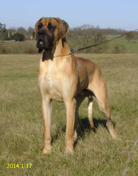 Hougoom des Armoiries aux Têtes d'Or - 3 ème Exc (Classe Intermédiaire)